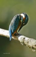 Alcedo atthis